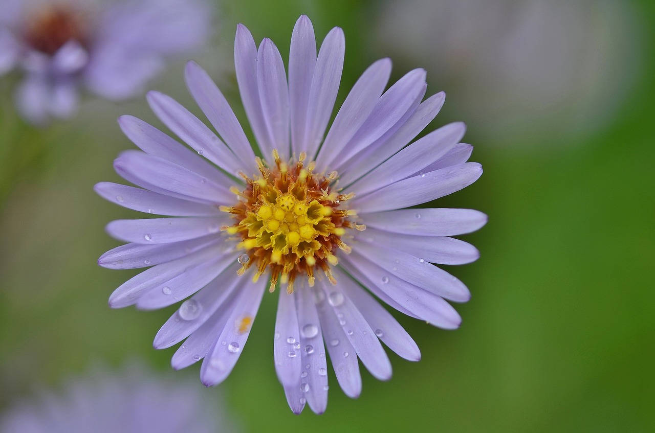 flower natur spring free photo