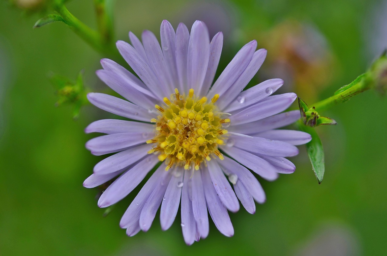 flower natur spring free photo