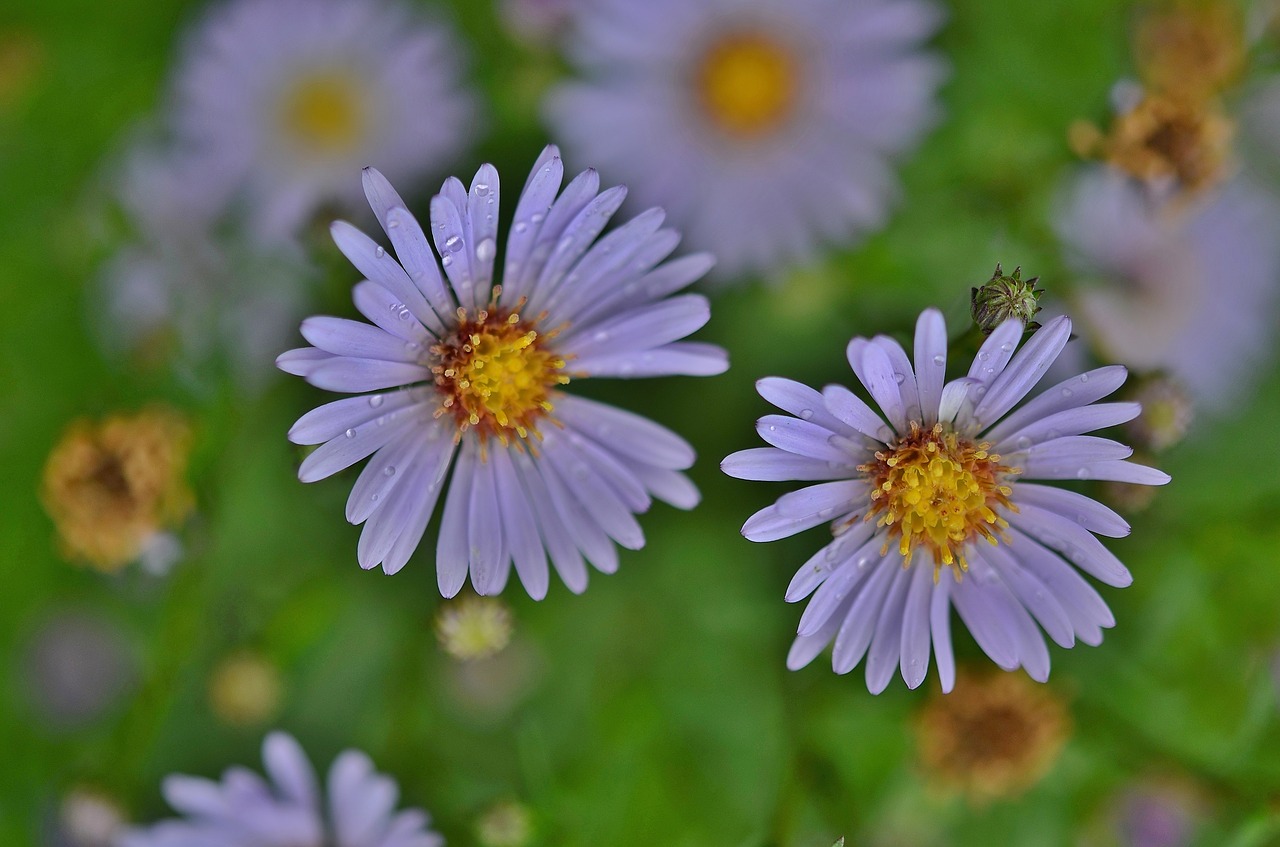 flower natur spring free photo