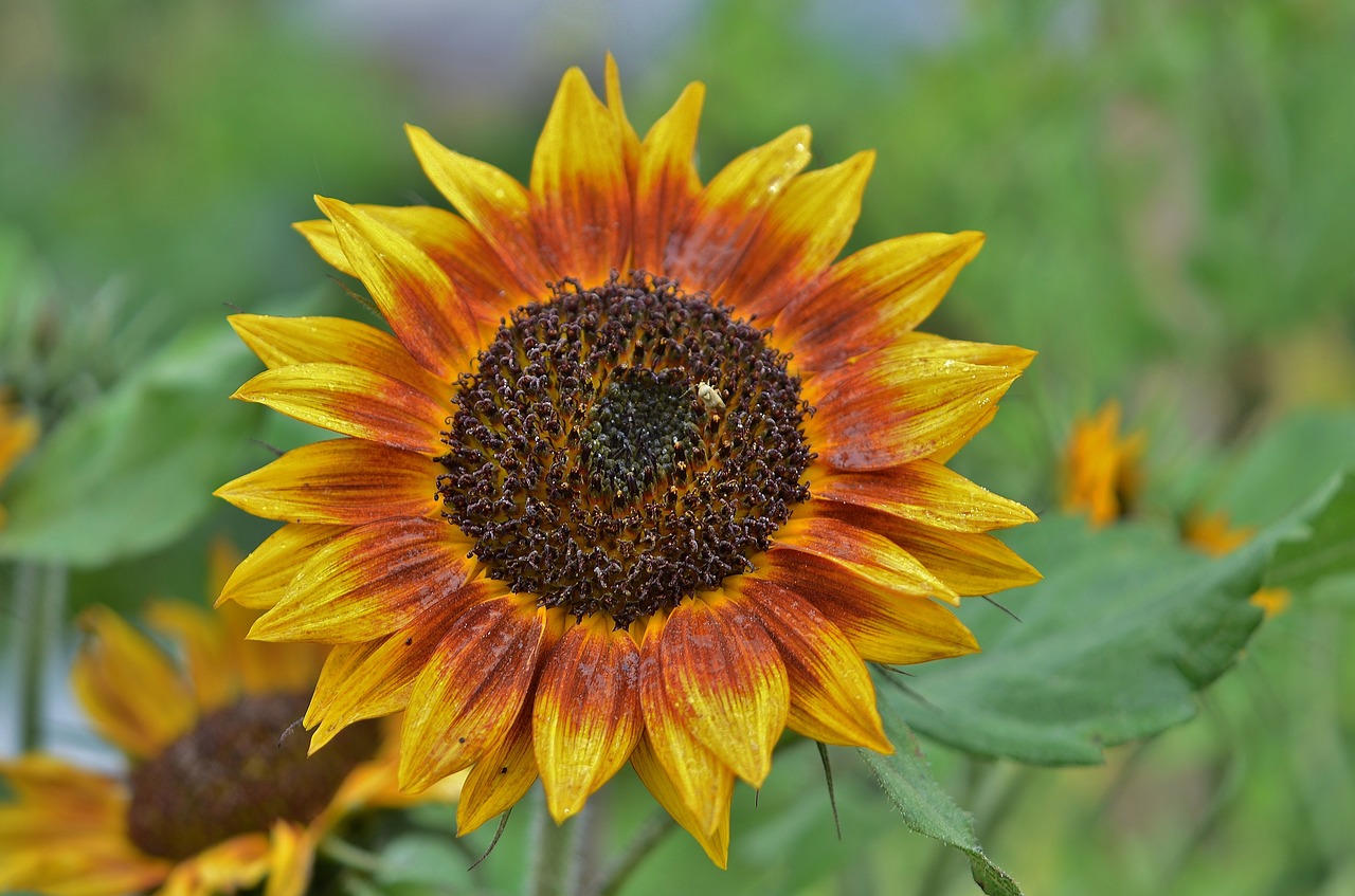 flower natur spring free photo