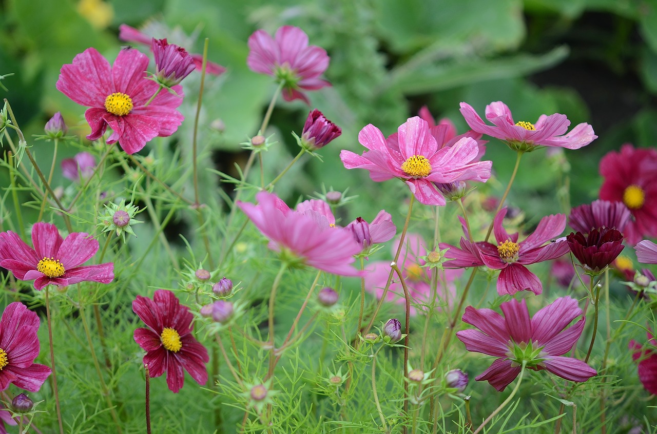 flower natur spring free photo