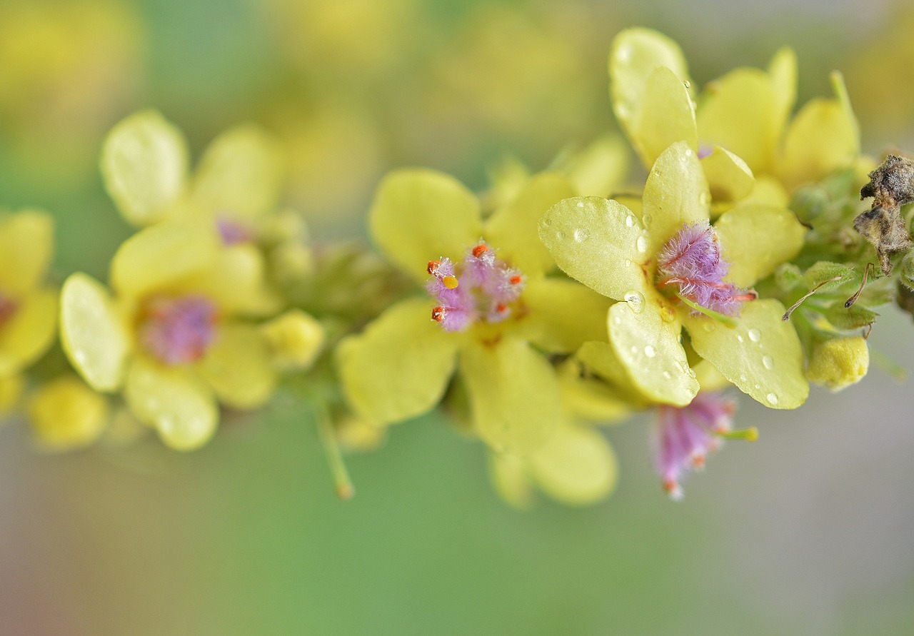 flower natur spring free photo