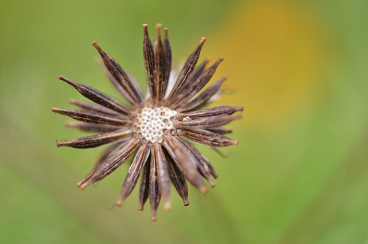 flower natur spring free photo