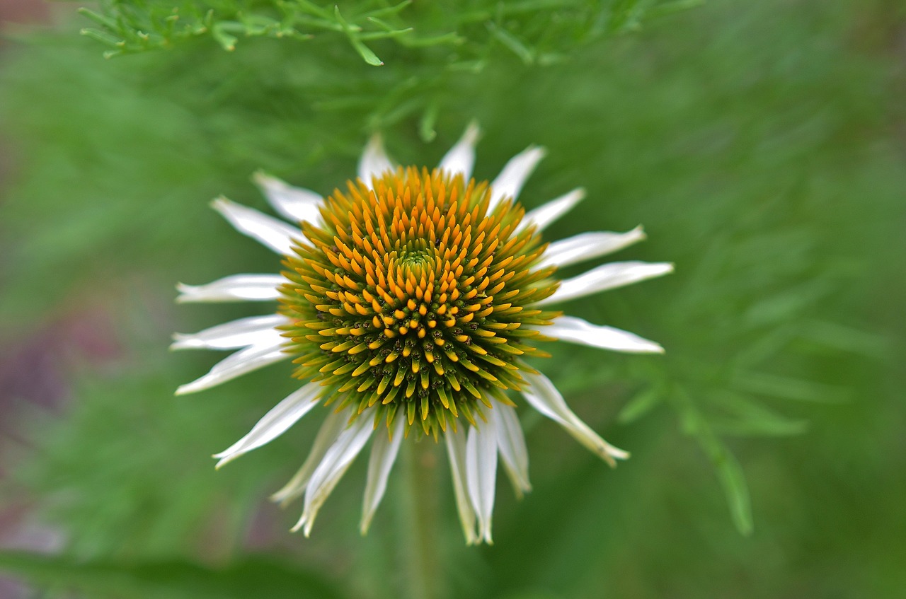 flower natur spring free photo