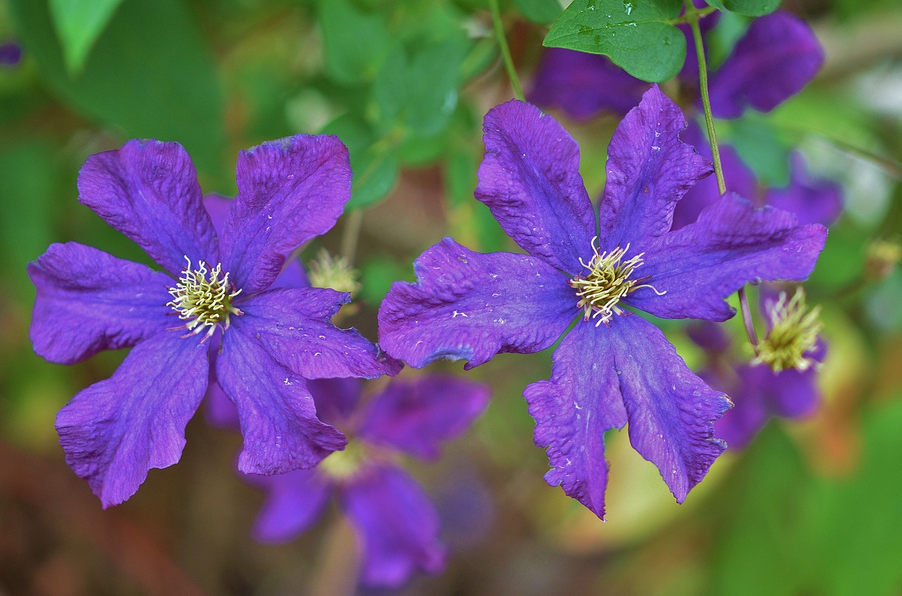 flower natur spring free photo