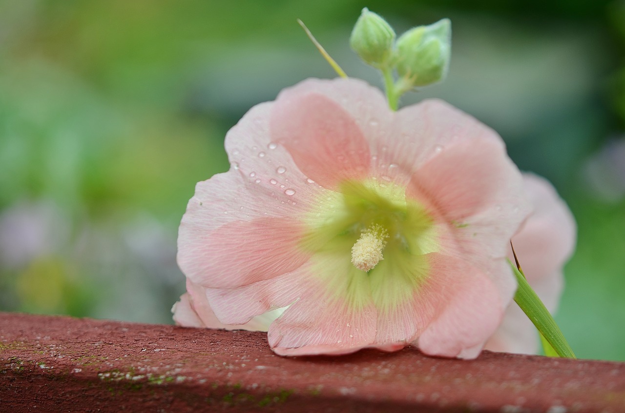 flower natur spring free photo