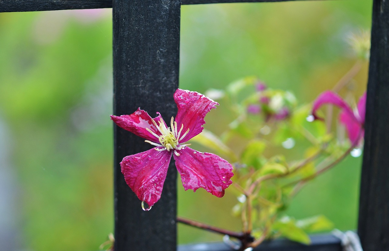 flower natur spring free photo