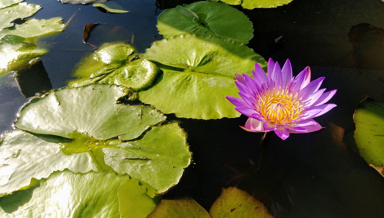 flower water lotus free photo