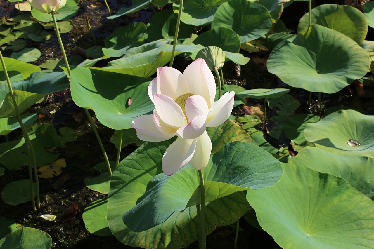 flower pink plant free photo