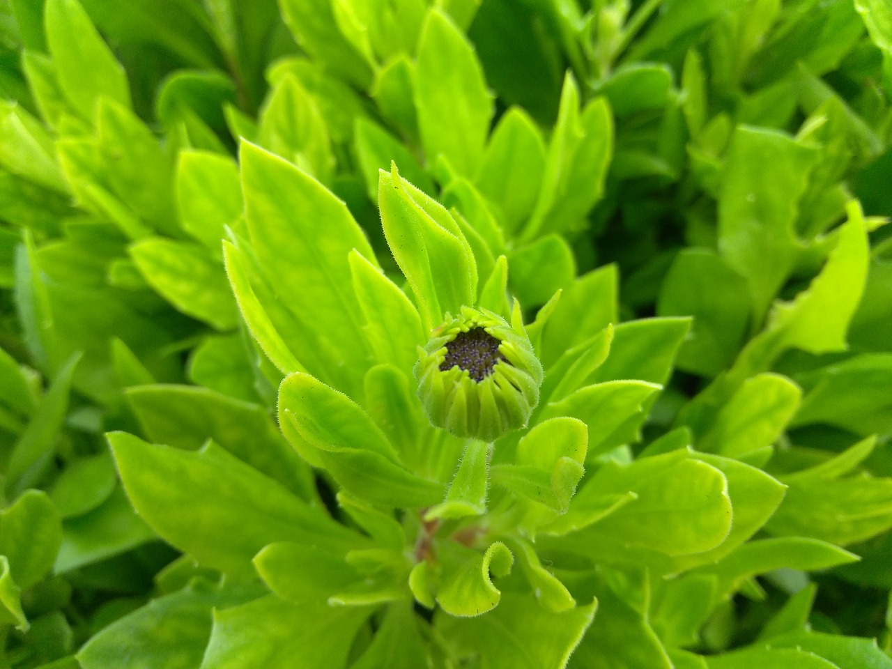 flower bud floral free photo