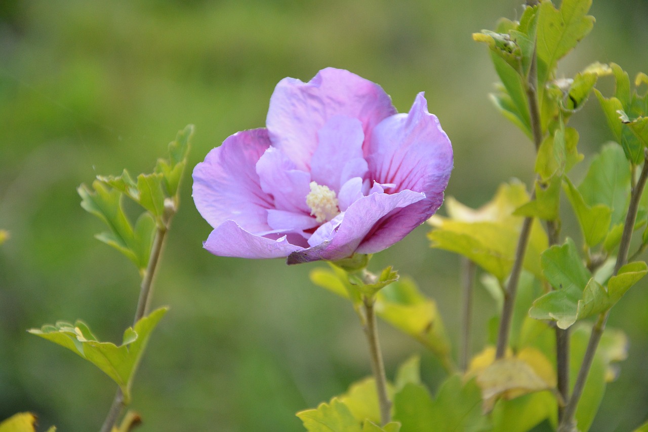 flower flowers hibiscus free photo