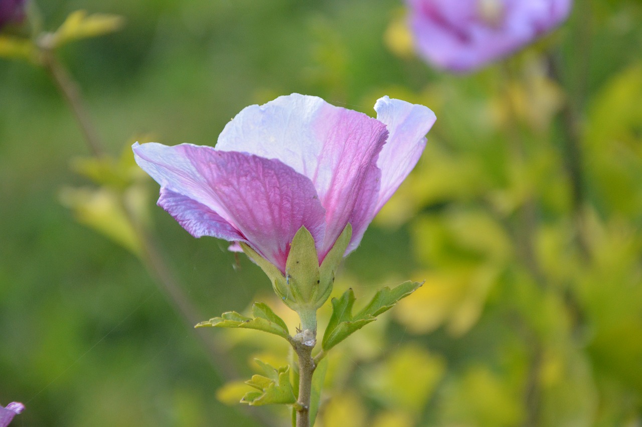 flower flowers plant hibiscus free photo