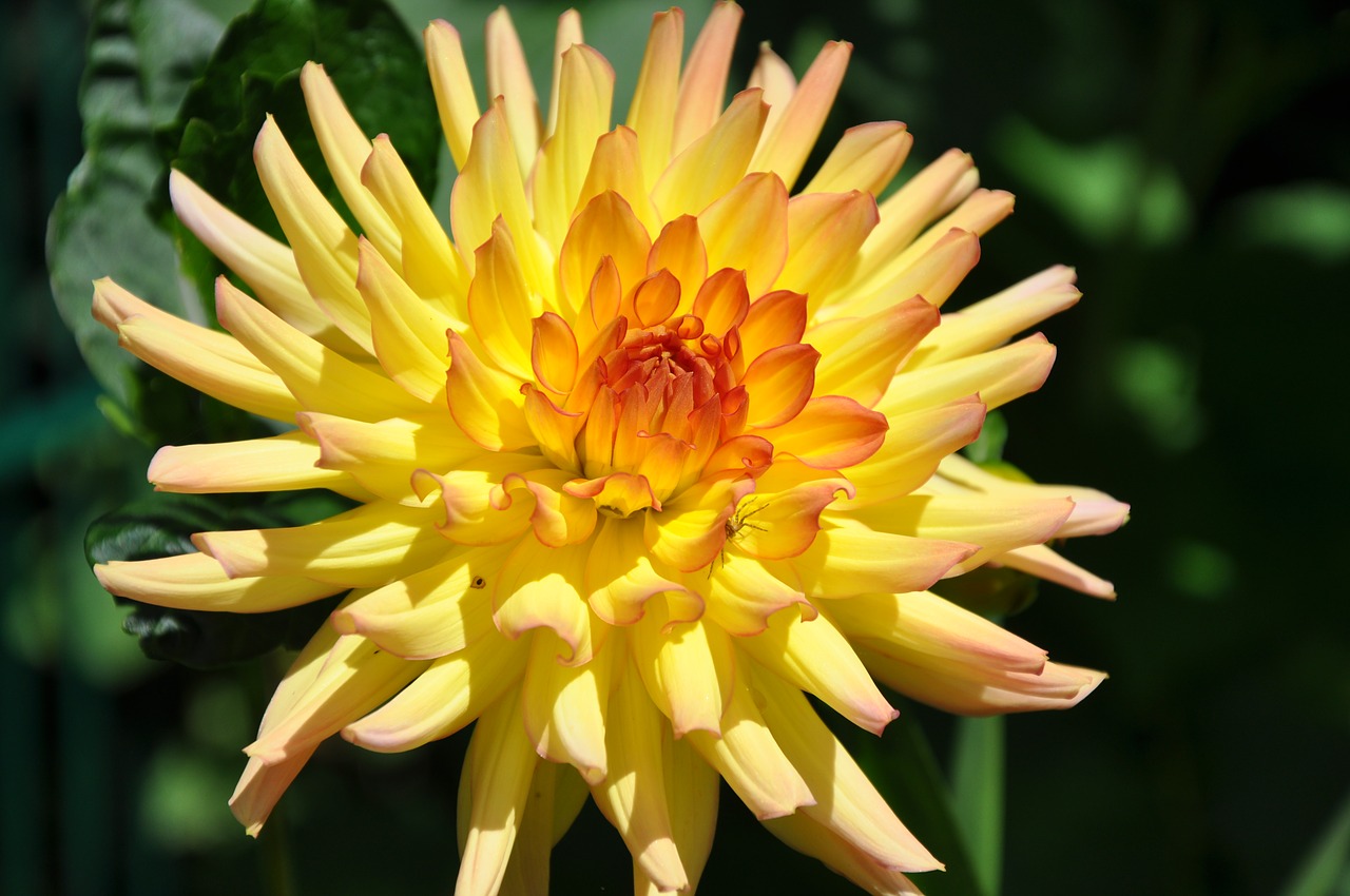 flower dahlia yellow petals free photo