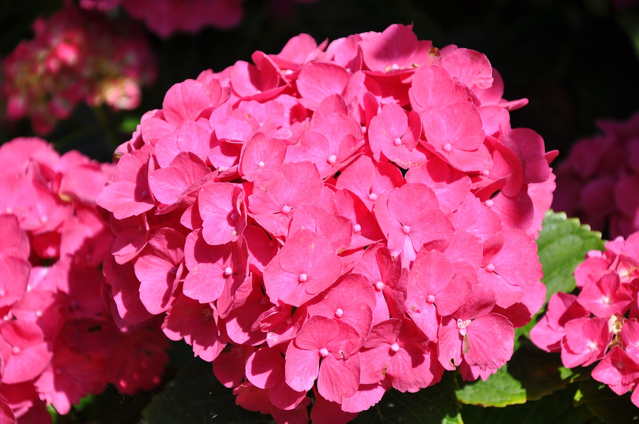 flower hydrangea hydrangea red free photo