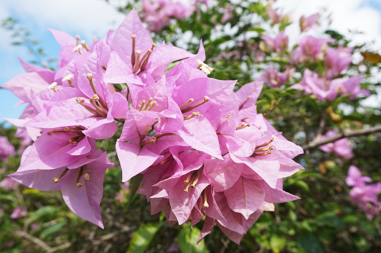 flower bougainvillea nature free photo