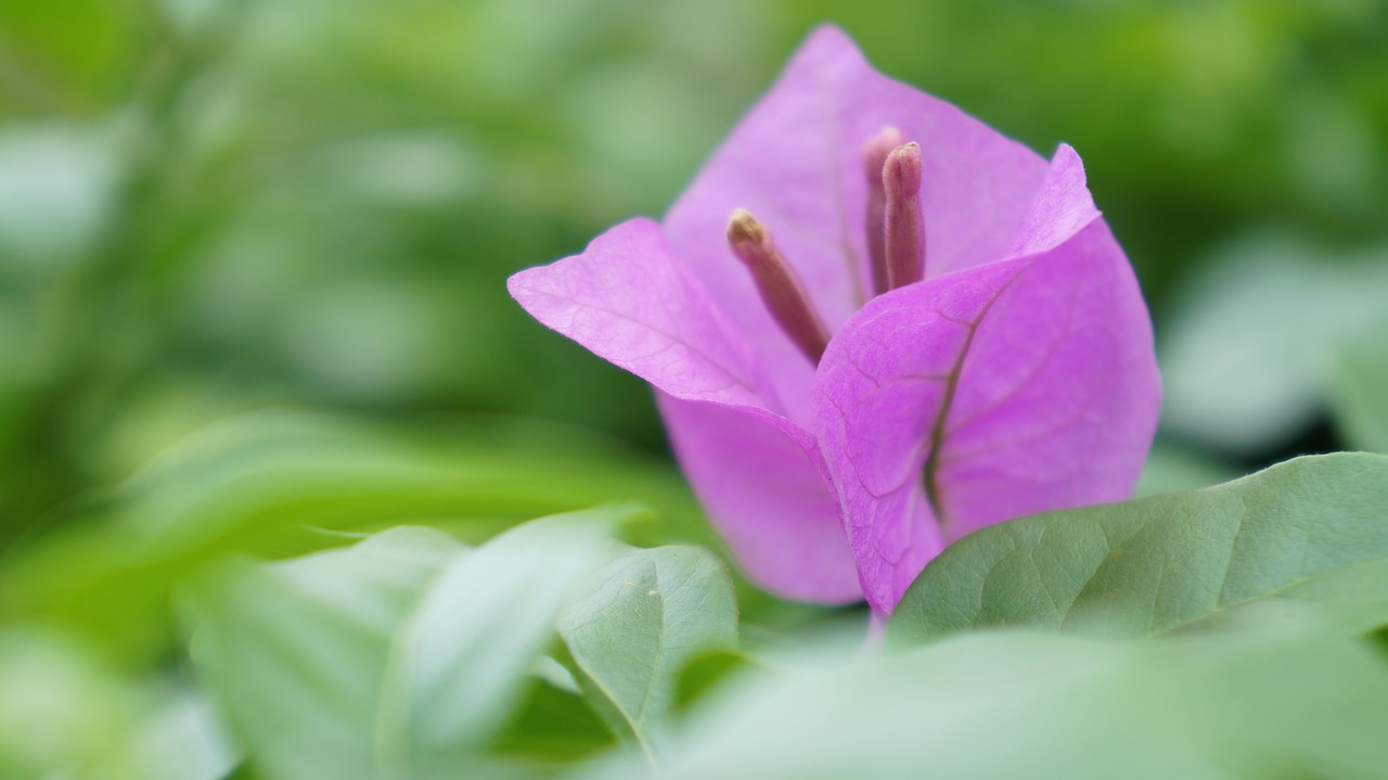 flower purple close-up free photo