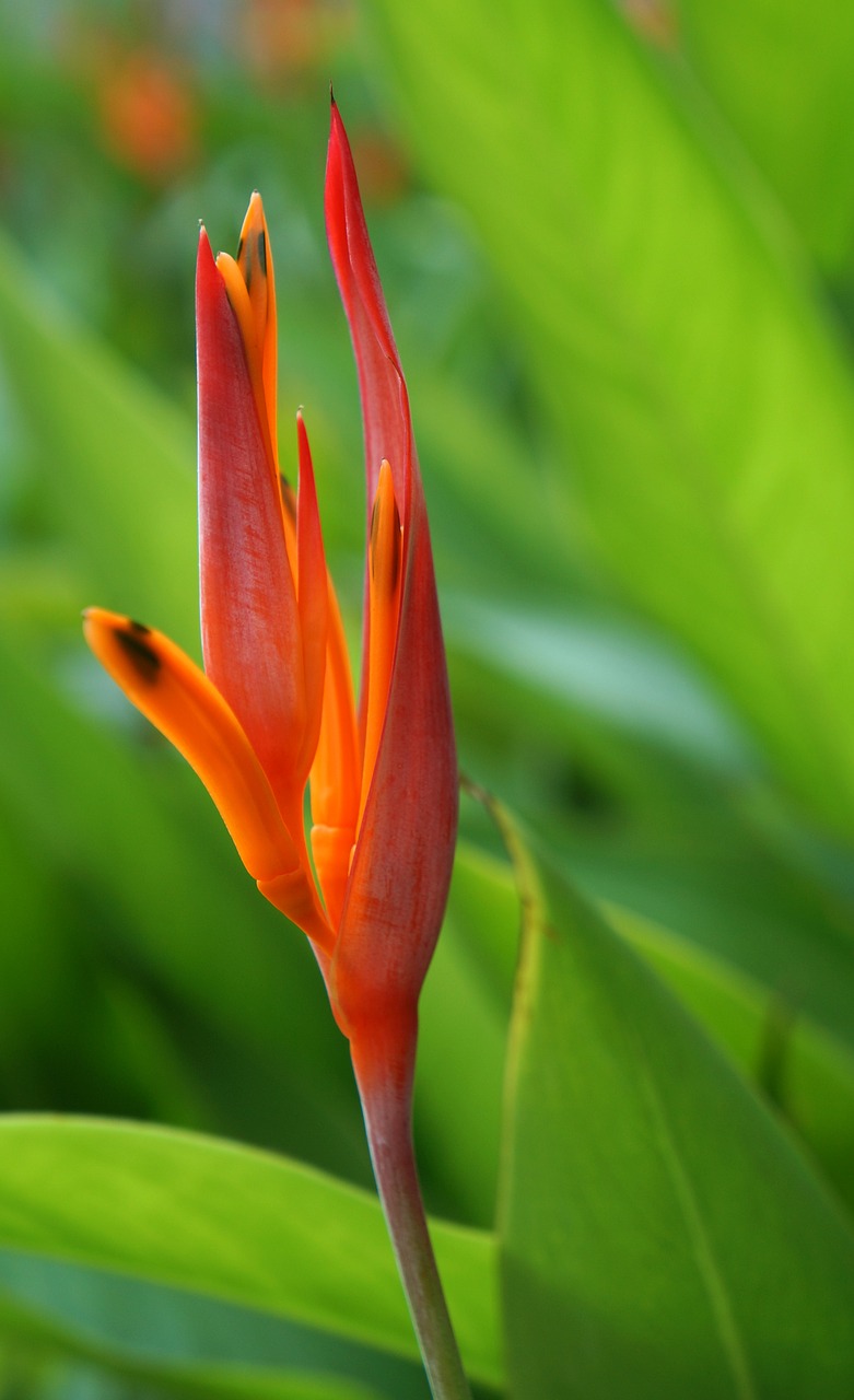 flower red natural free photo