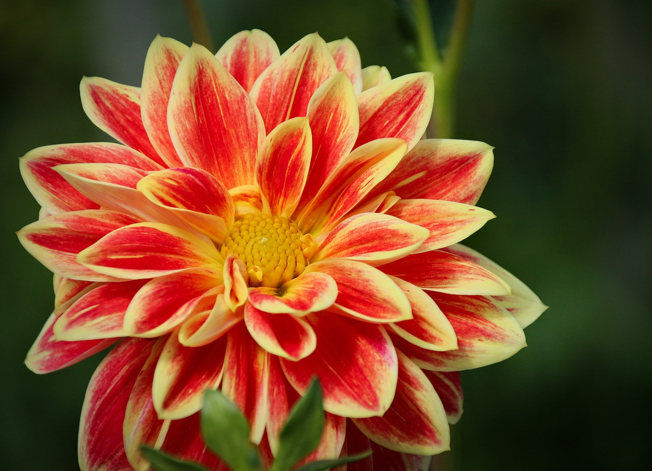 flower plant dahlia free photo