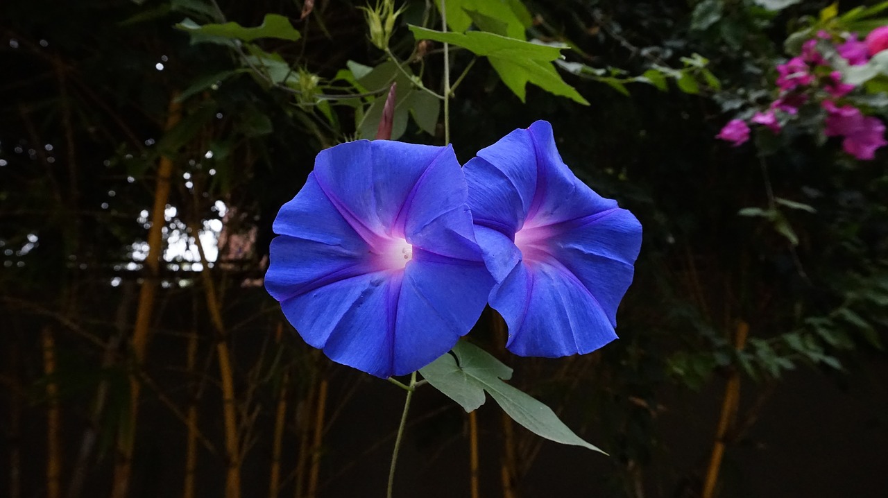 flower blue color free photo