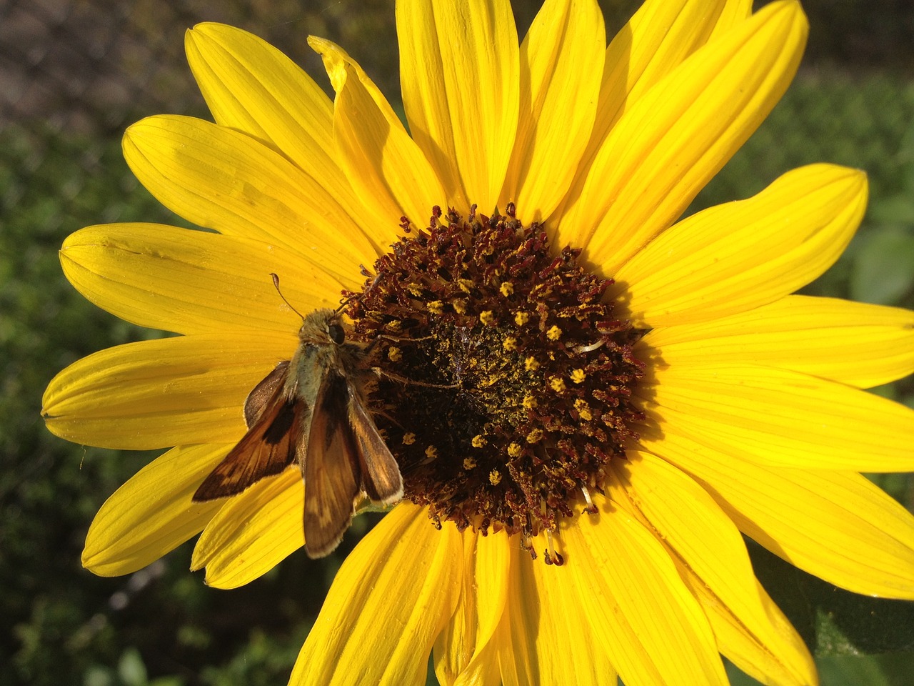 flower insect nature free photo