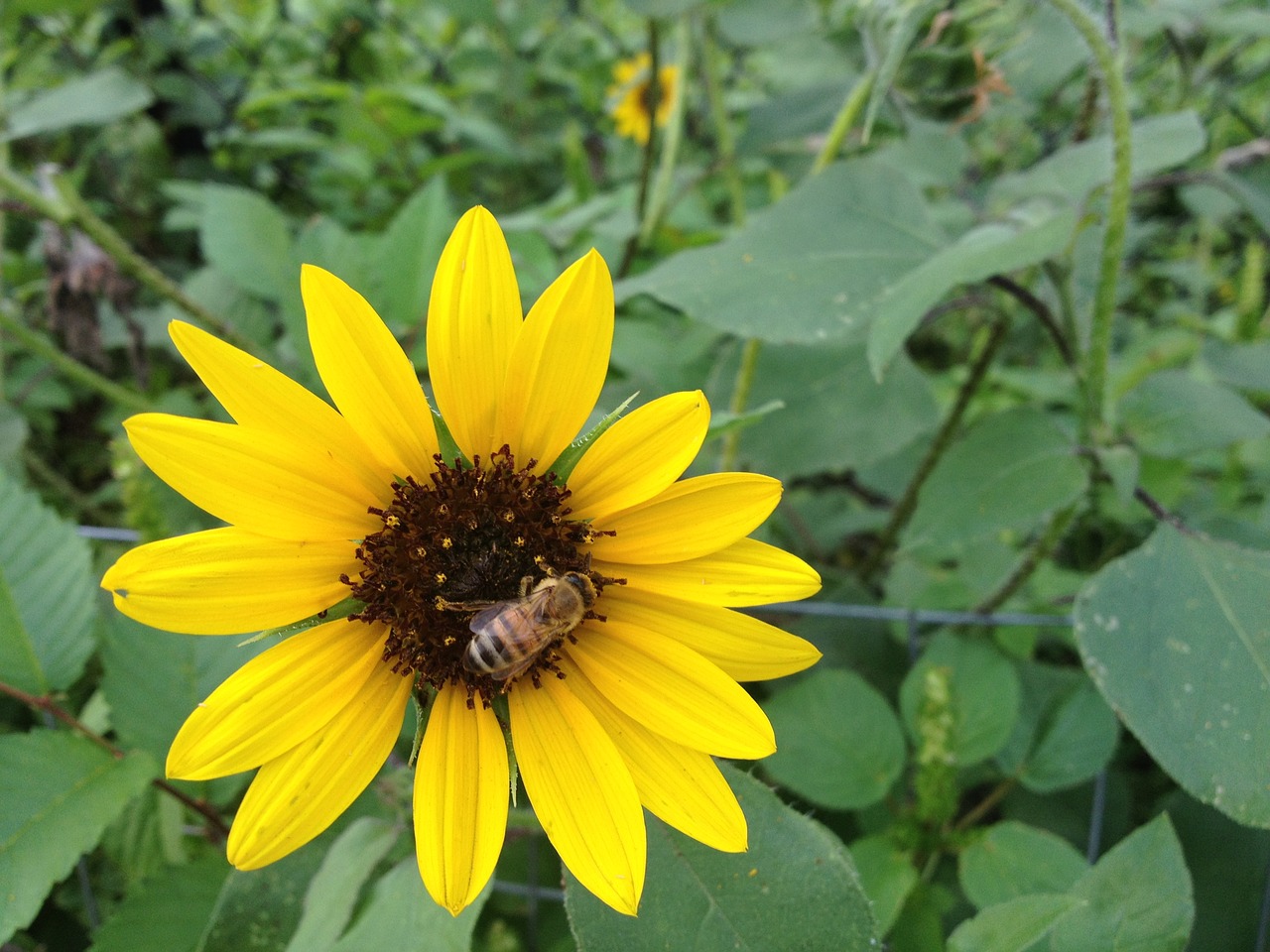 flower insect nature free photo