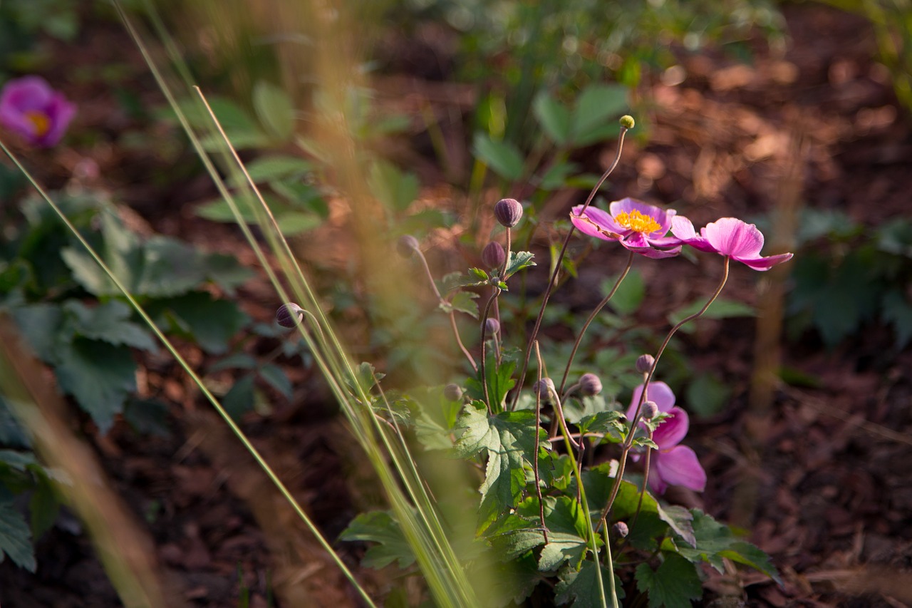 flower flowers beautiful flower free photo