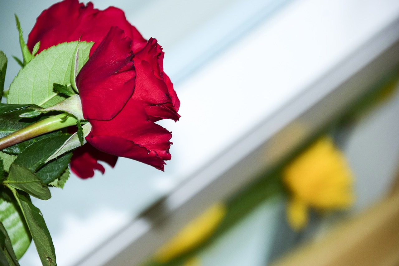 flower red rose free photo