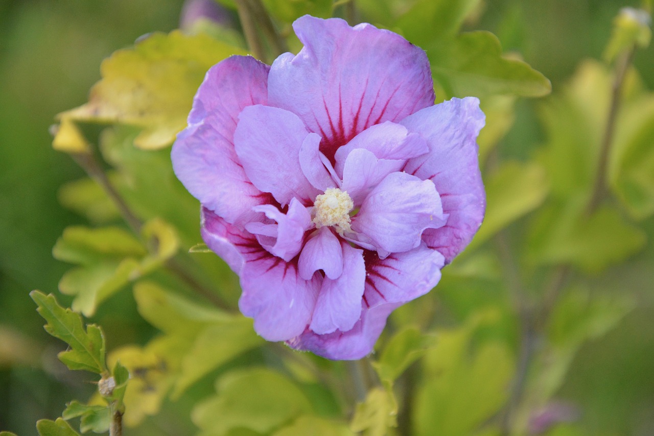 flower flowers hibiscus nature free photo