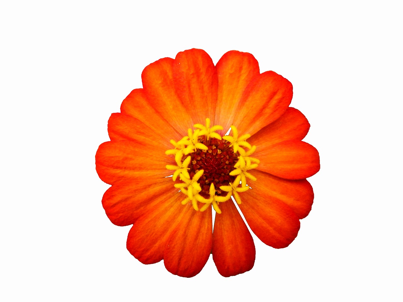 flower red orange free photo