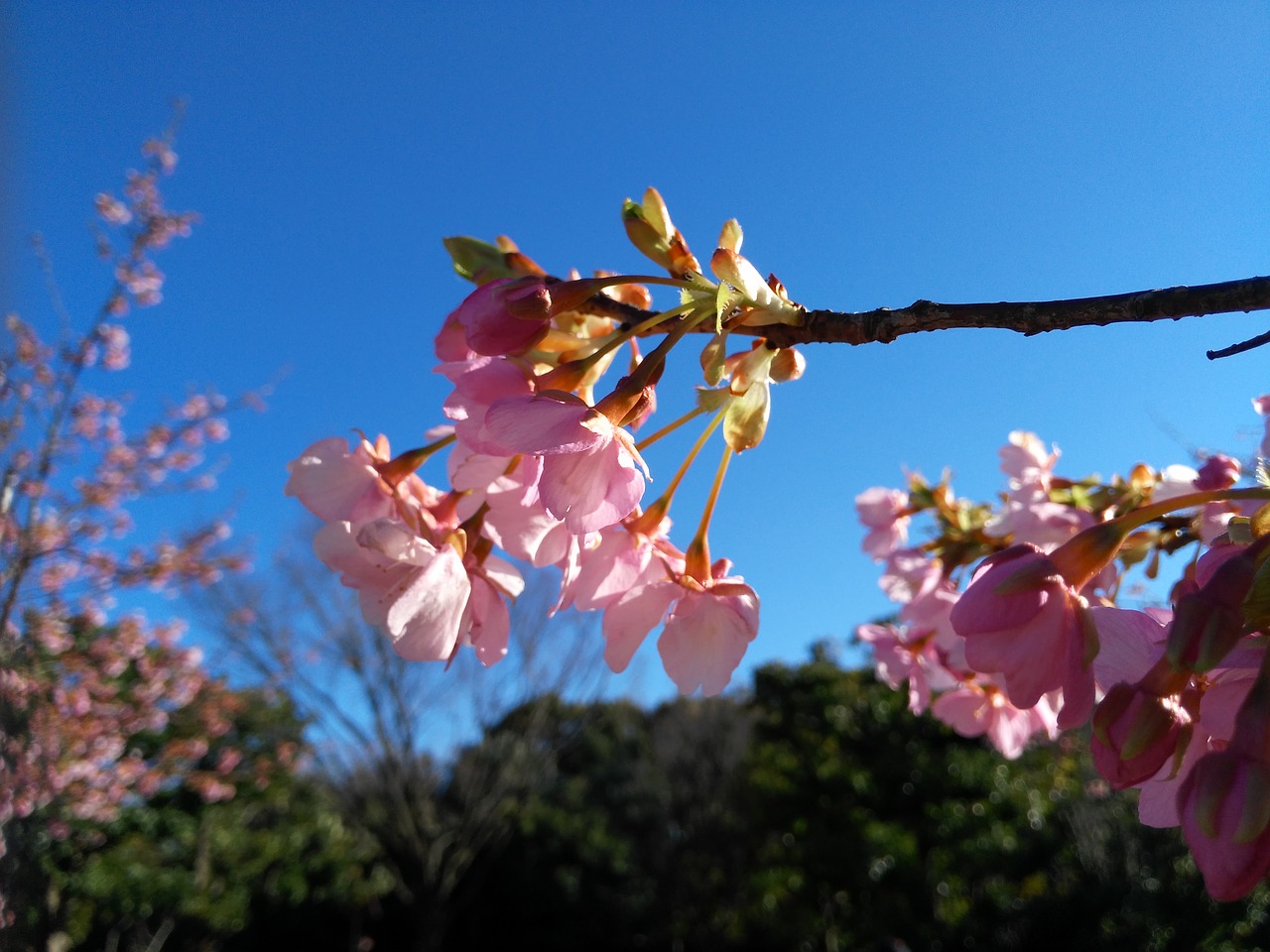 flower cherry blossom pink free photo