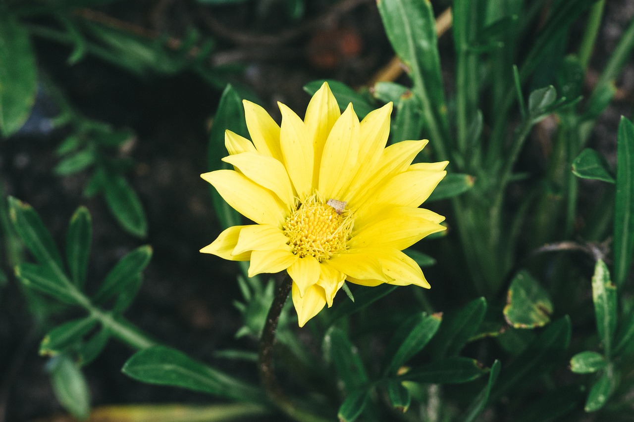 flower yellow garden free photo