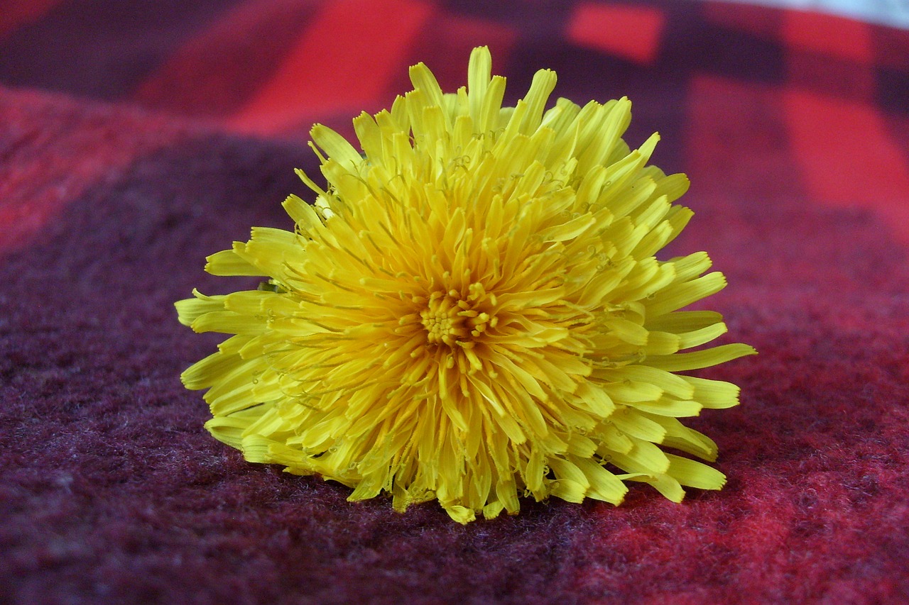 flower macro yellow free photo