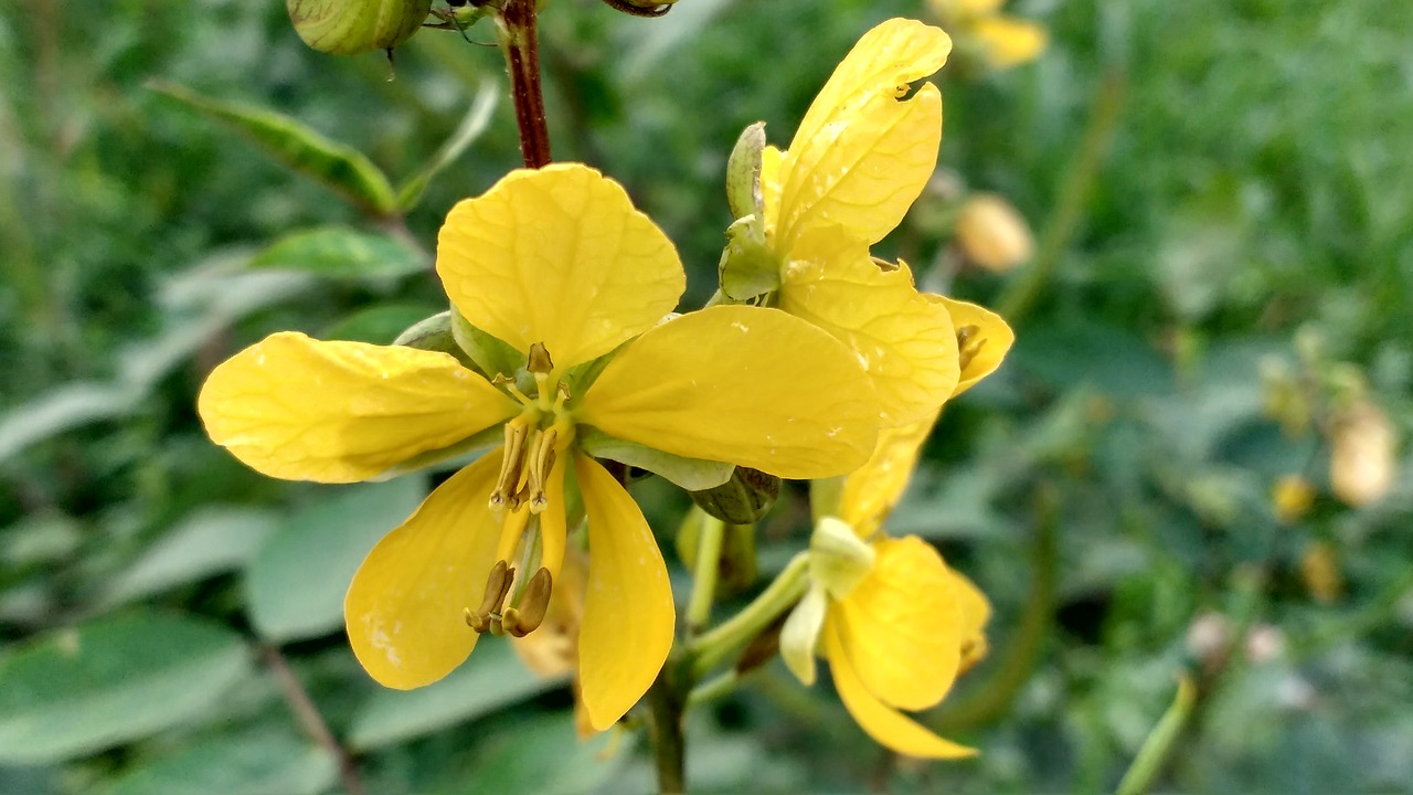 flower yellow flower plant free photo