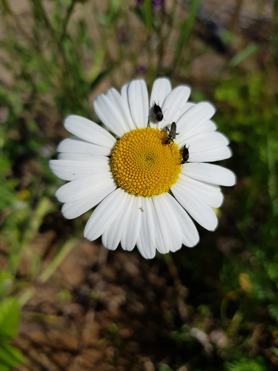 flower flowers beetles free photo