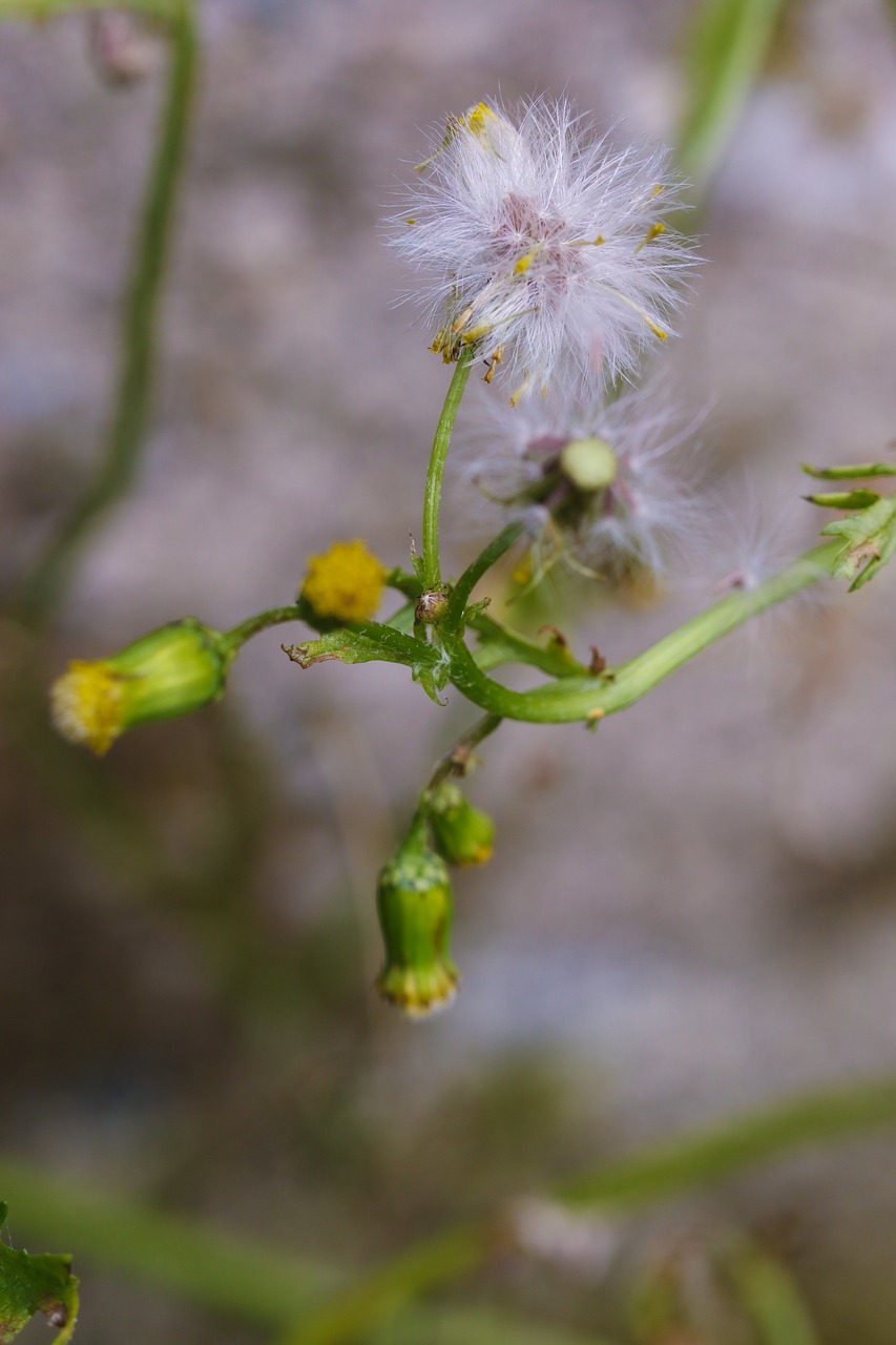 flower wild flower autumn free photo