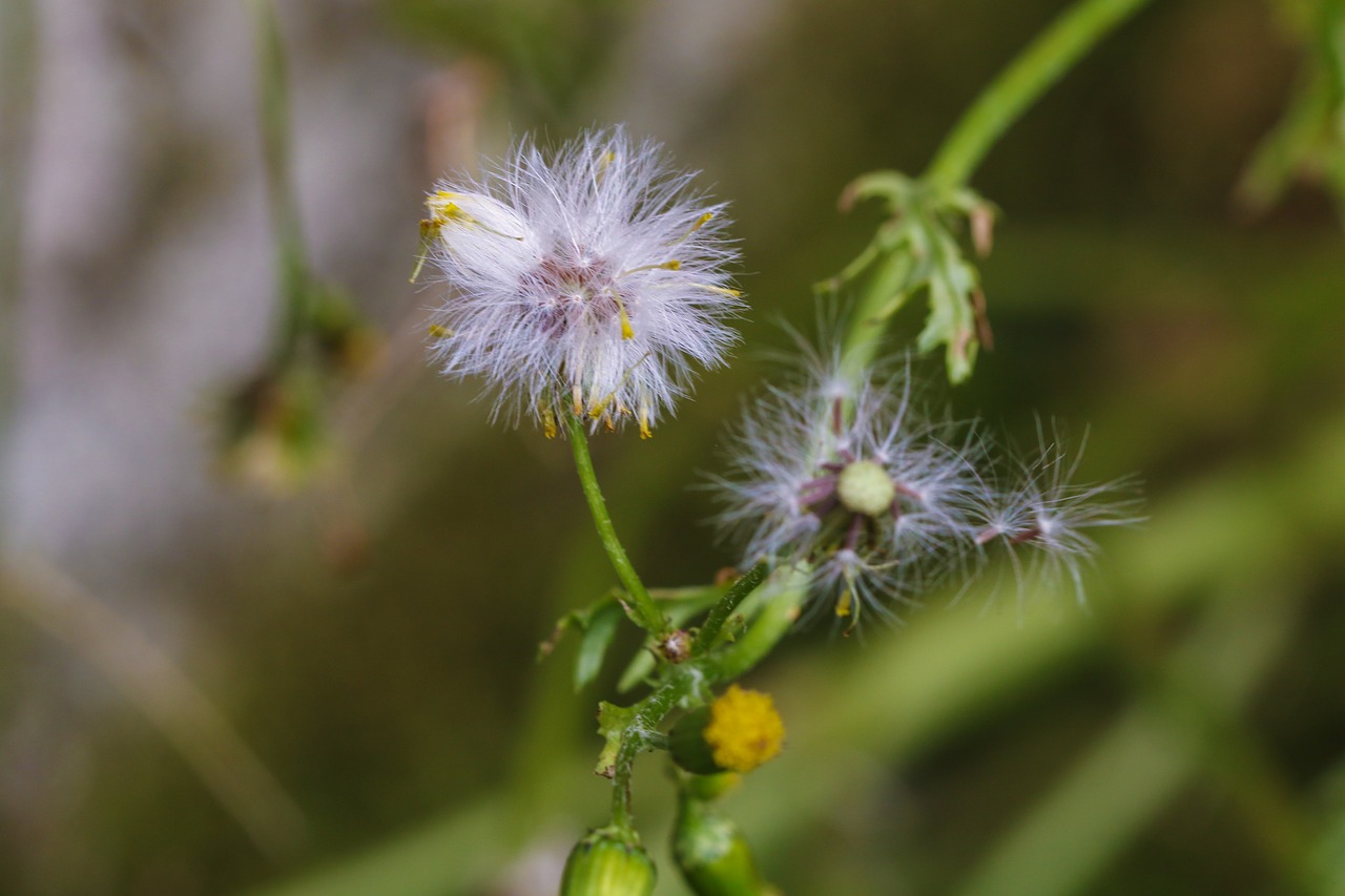 flower wild flower autumn free photo