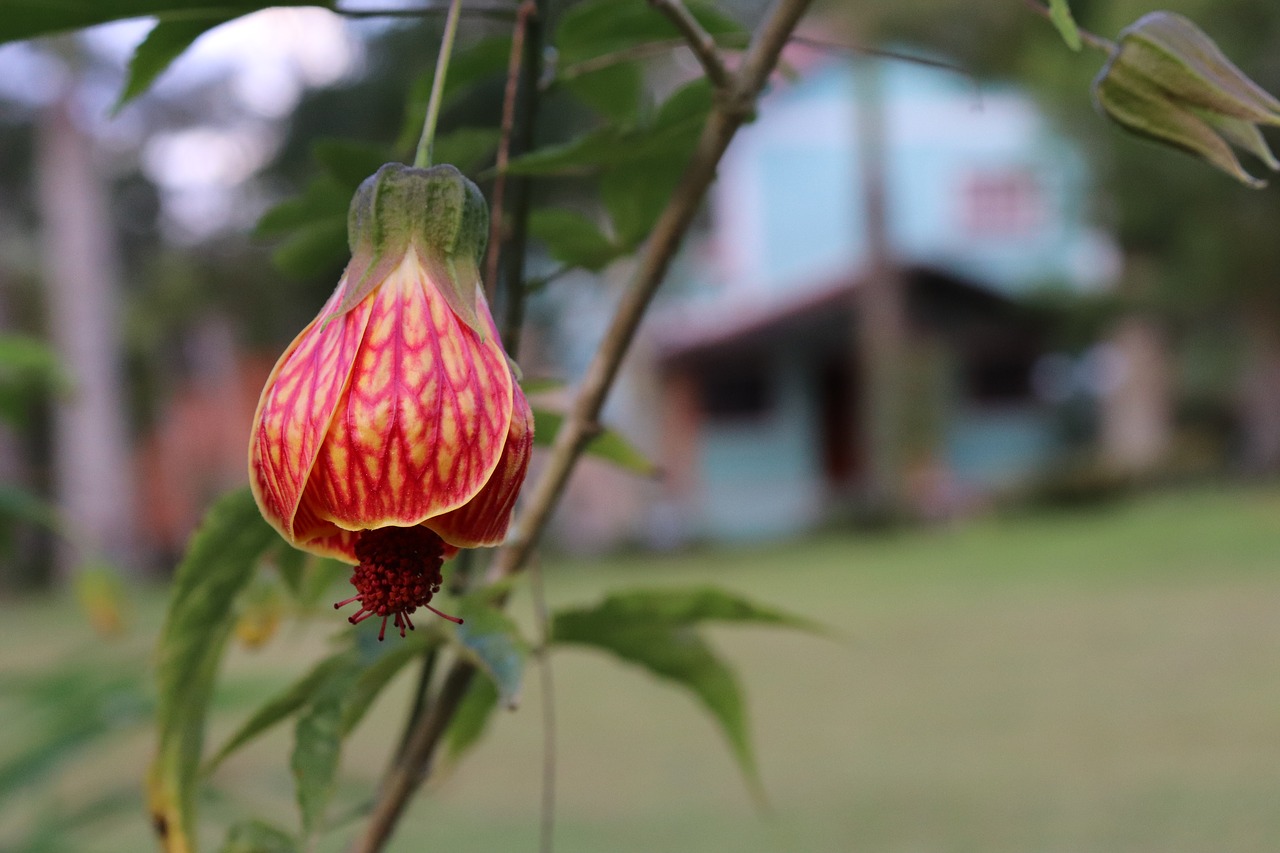 flower rosa nature free photo