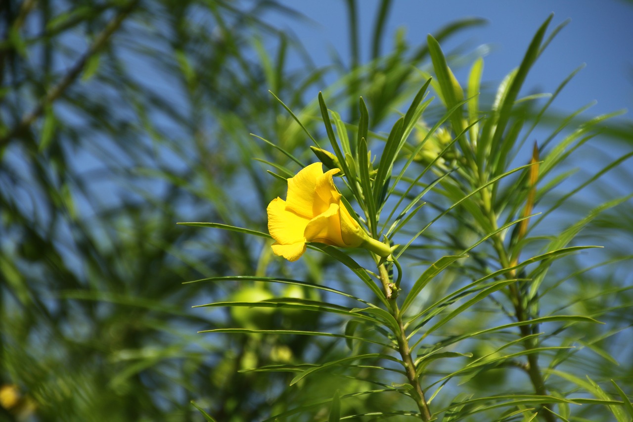 flower holiday indonesia free photo