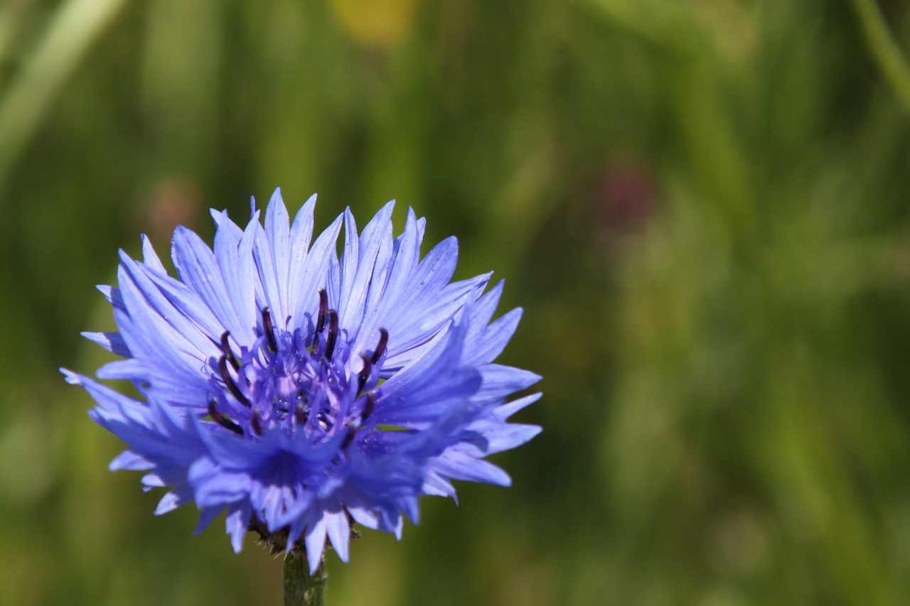 flower baltic sea darss free photo