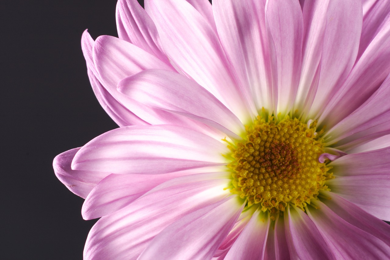 flower pink macro free photo