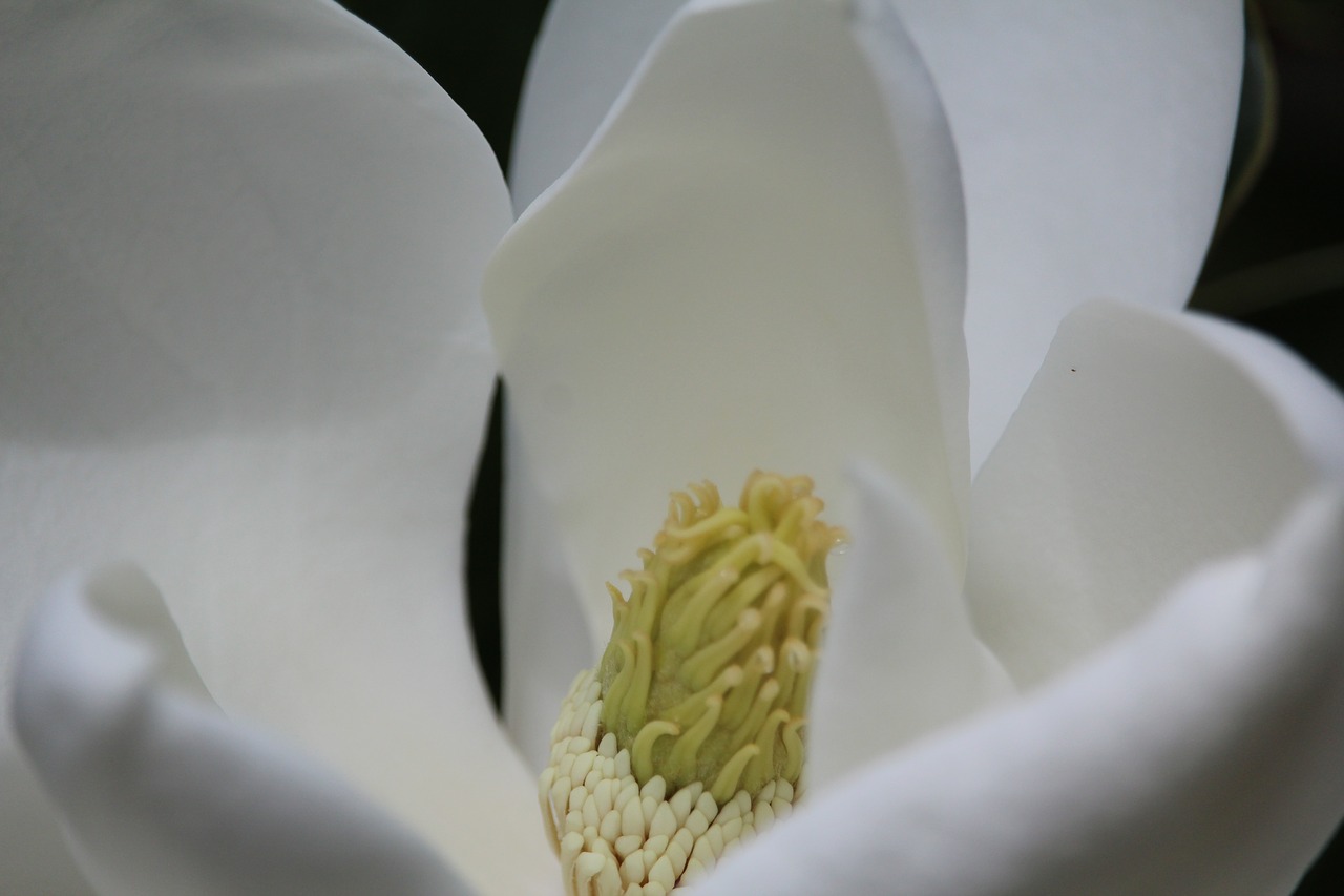 flower white yellow free photo