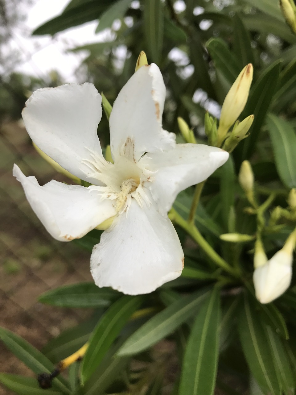 flower white summer free photo