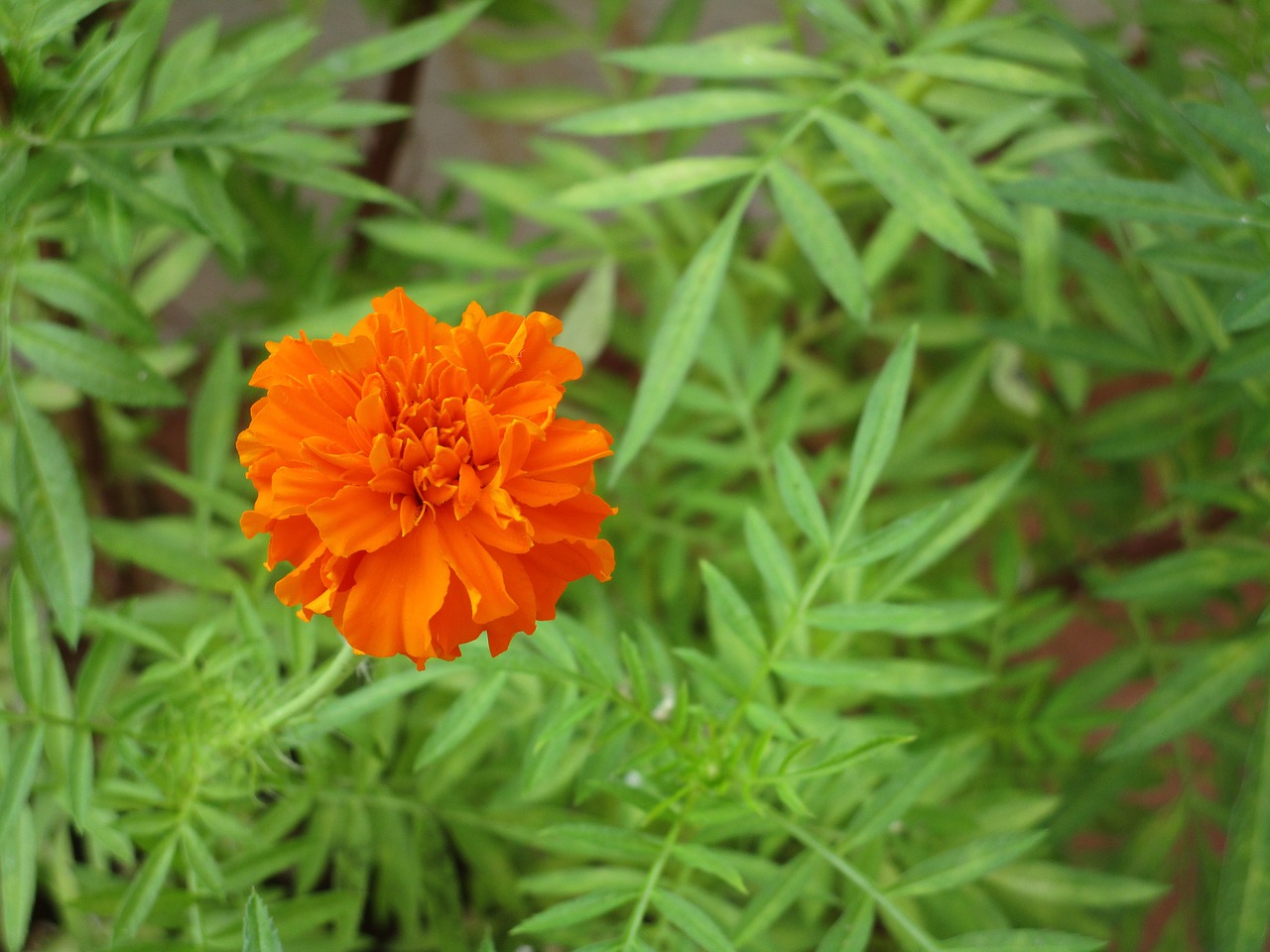 Flower,marigold flower,marigold,free pictures, free photos - free image ...