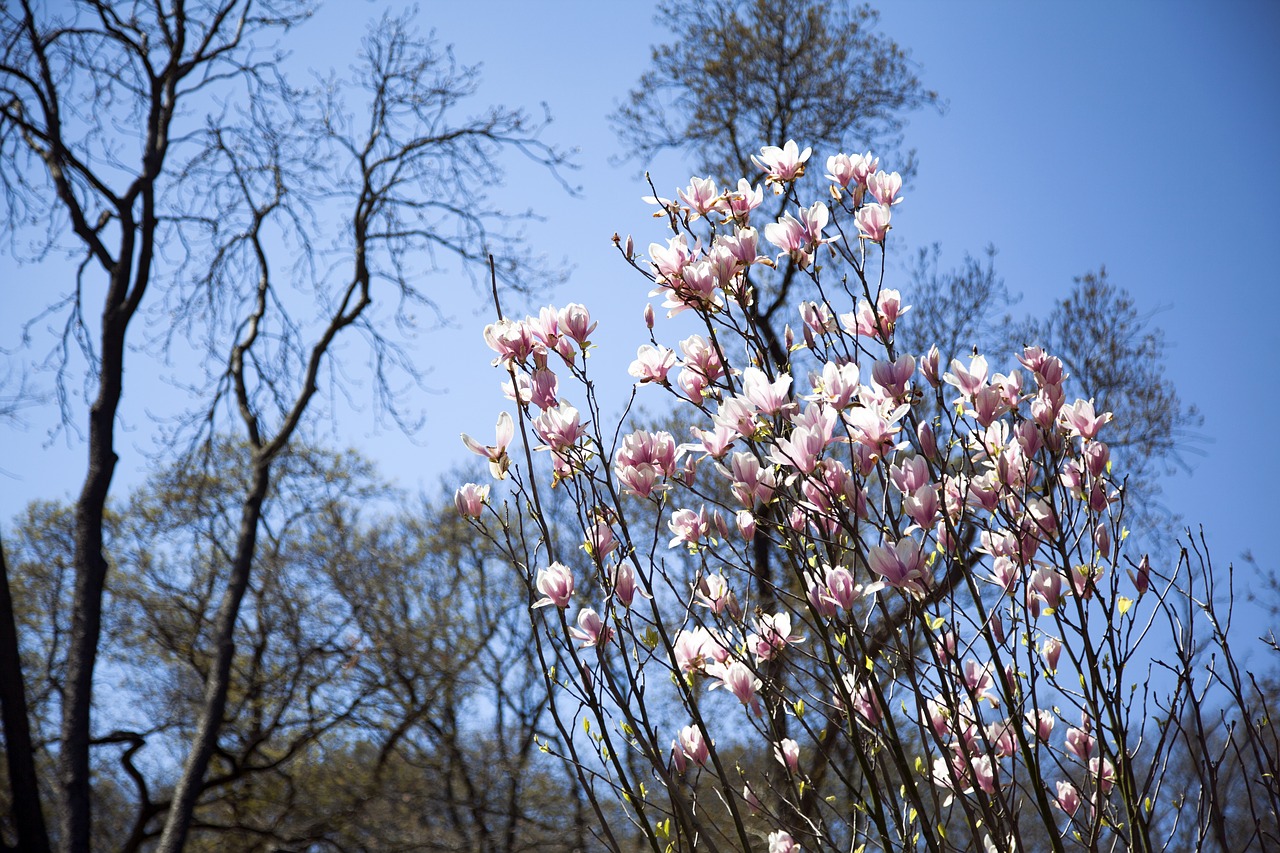 flower landscape nature free photo