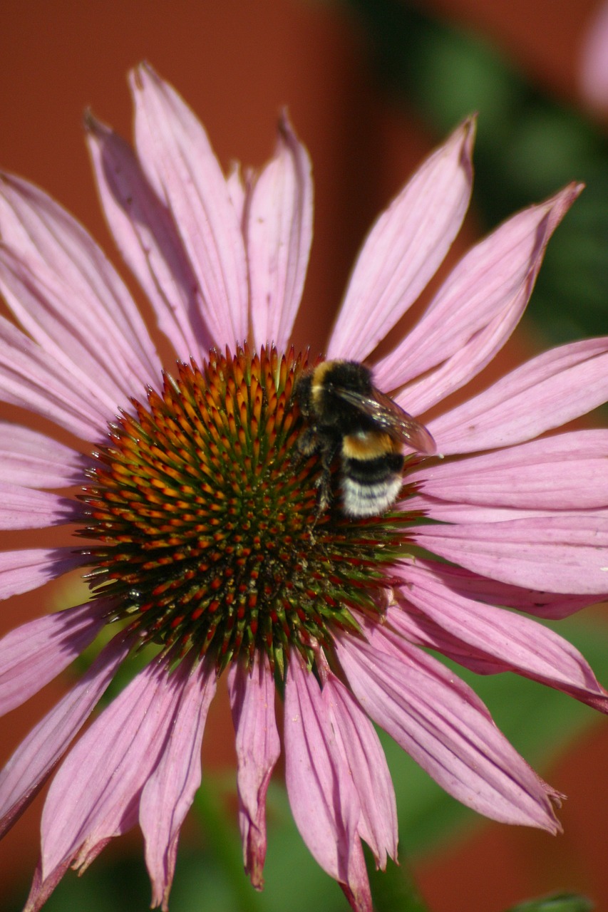 flower insect bumblebee free photo