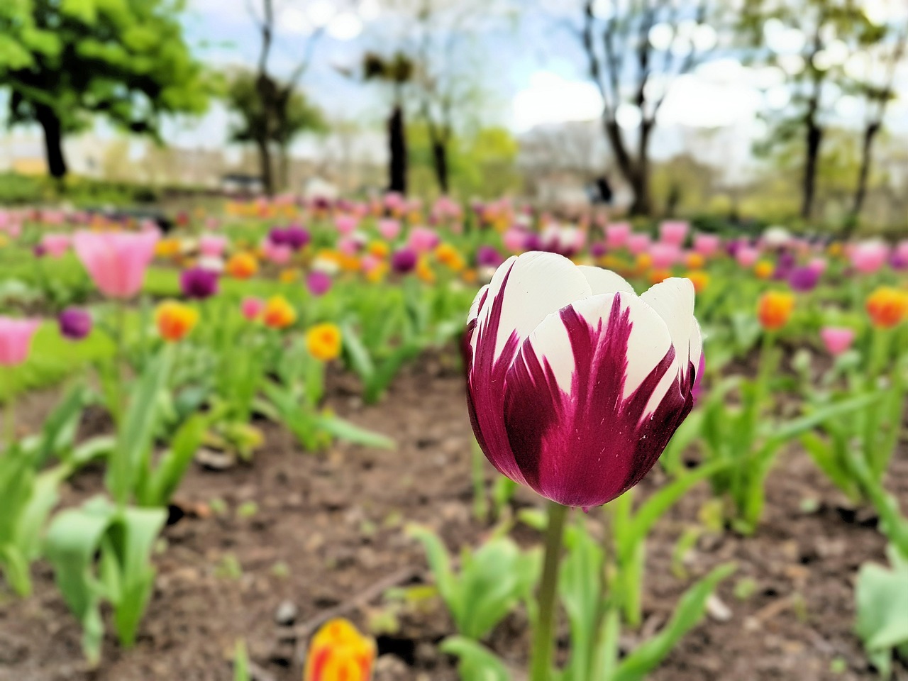 flower tulip spring free photo