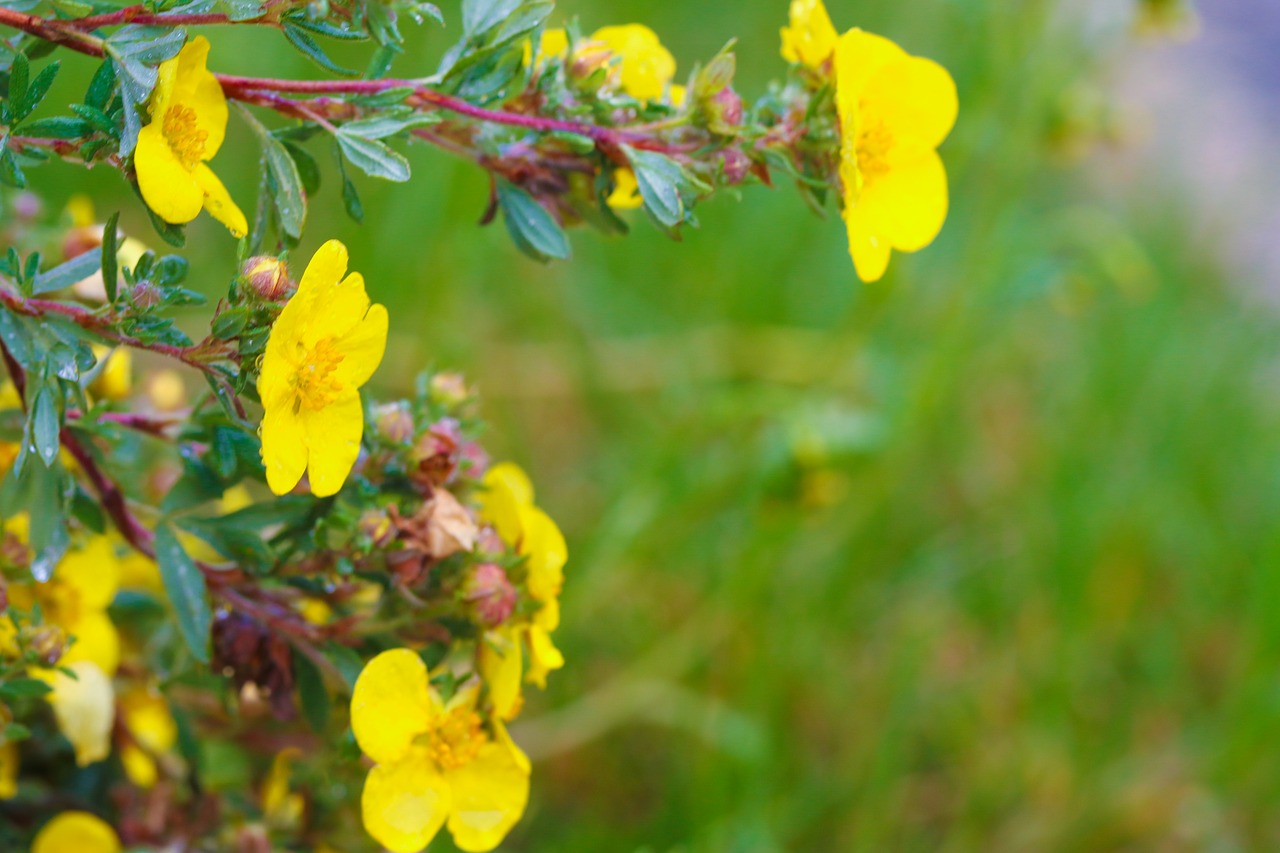 flower yellow nature free photo