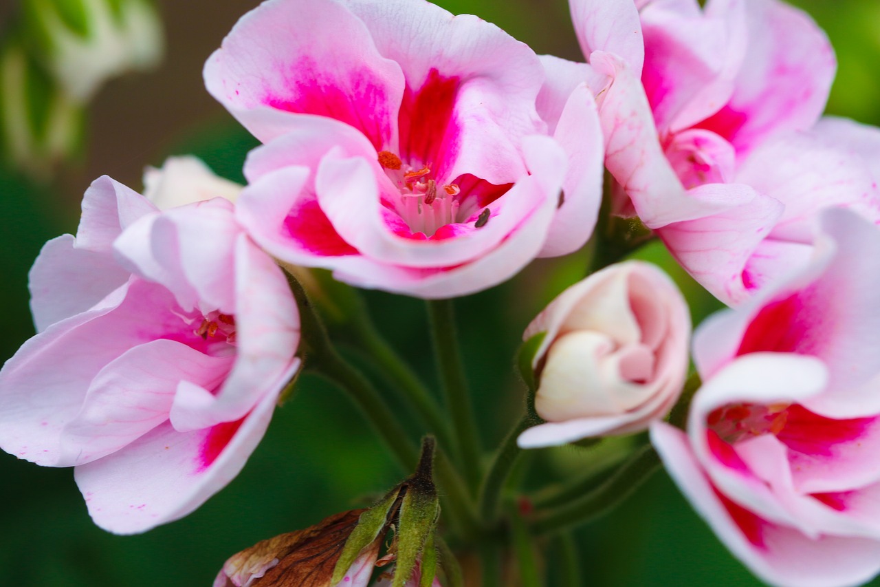 flower garden flower pink free photo