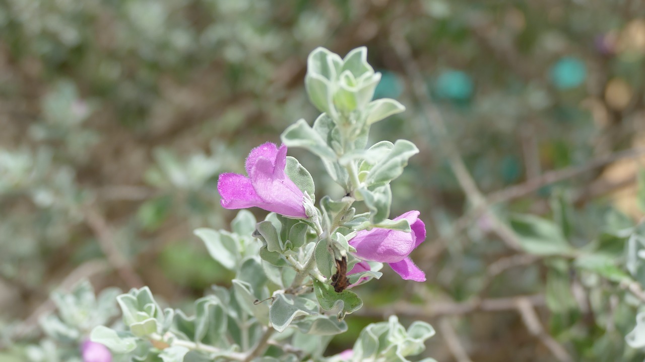 flower việt nam nature free photo