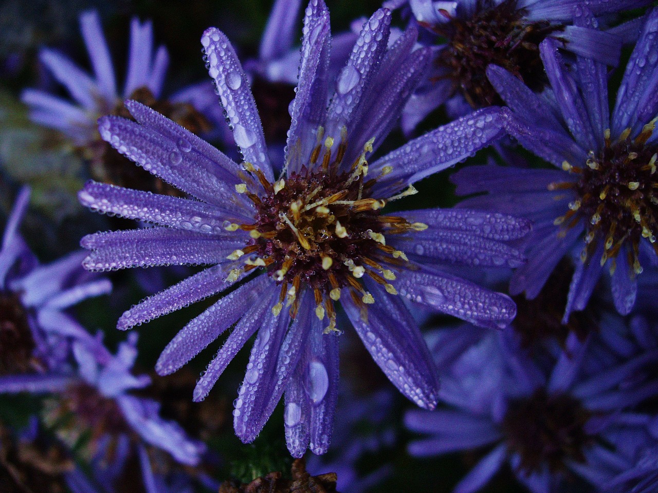 flower dew raindrop free photo